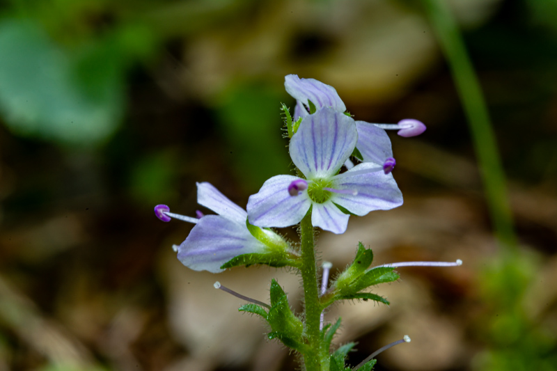 Veronica montana?  No, Veronica officinalis